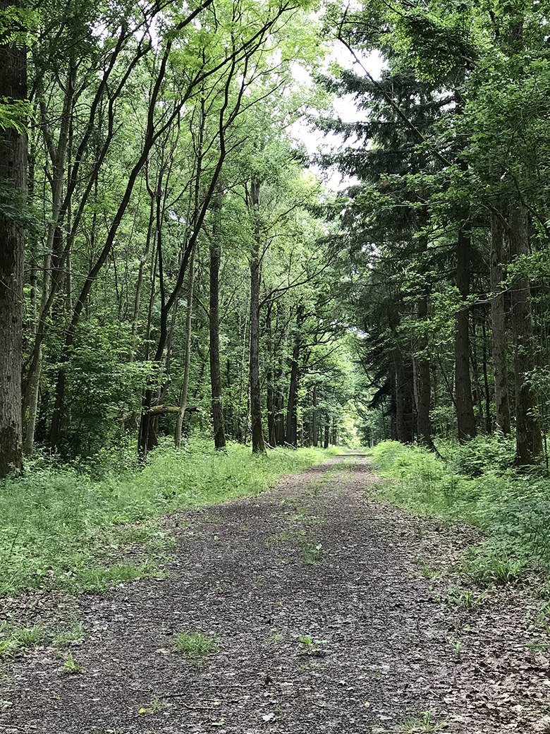 Bois de Beuvardes - northwest of Croix Rouge Farm